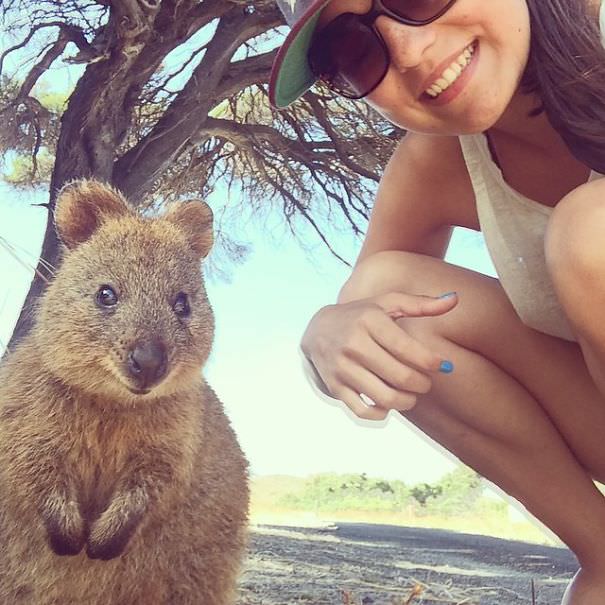 Stunning Quokka Selfies with People that will make your day