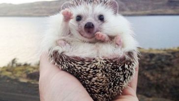 Adorable Hedgehog and Hoglets