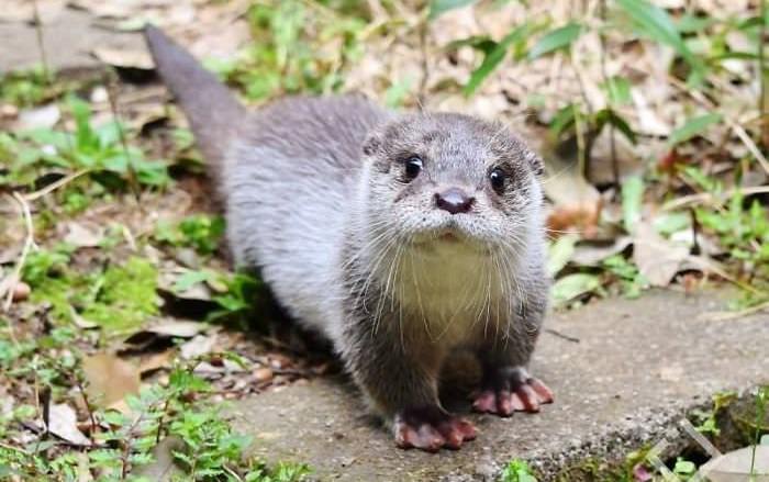 Baby otters