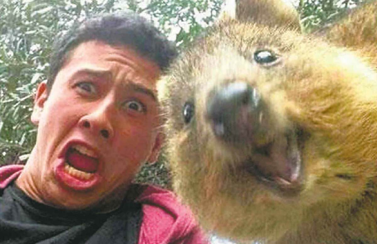 Quokka Selfies