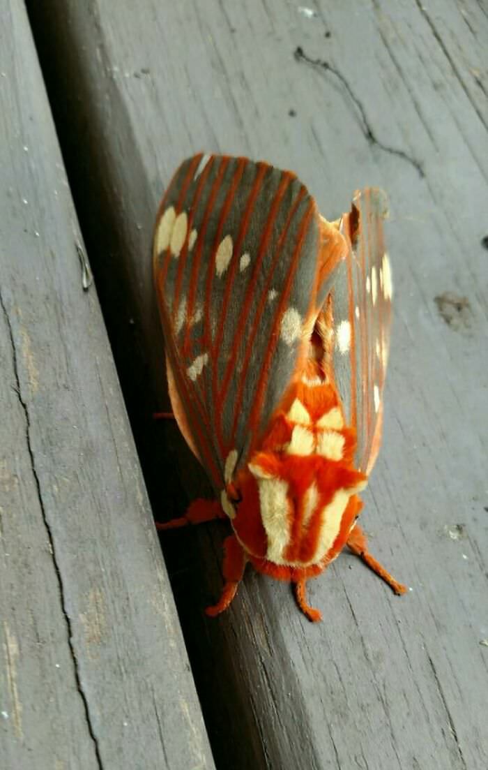 My mom captured a photo of this bug. I've never seen anything like it.