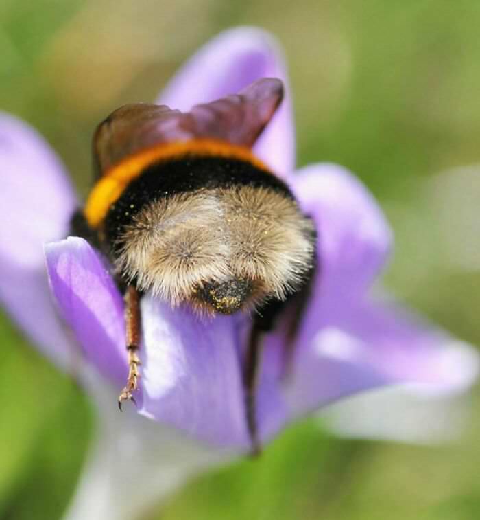 Bumblebee enjoying a flower