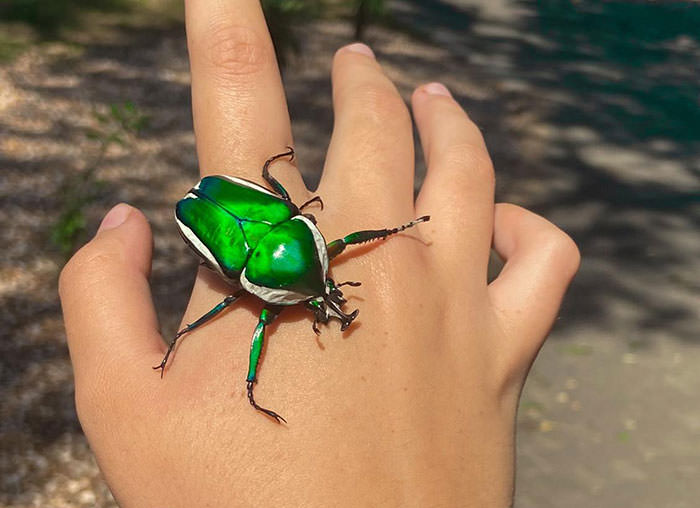Pretty Green Beetle