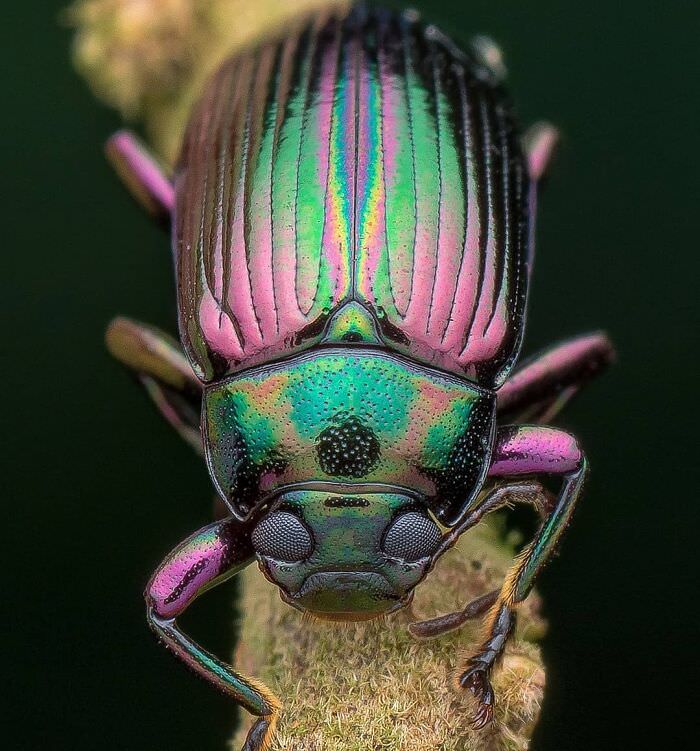 Good morning, metallic-colored beetle