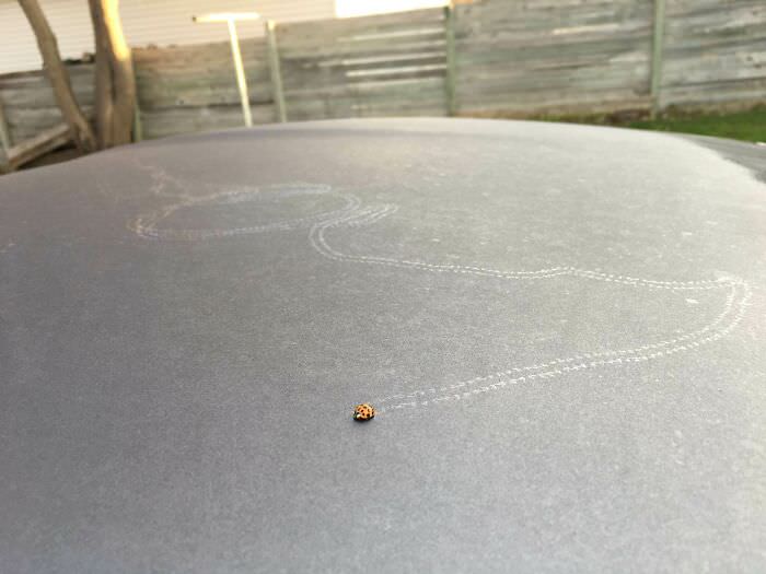 Ladybug leaves a trail in morning dew on my car
