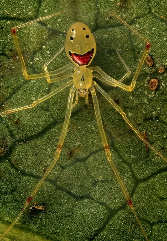 The Happy-Face Spider