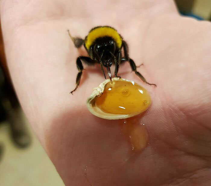 Hand-fed a bumblebee