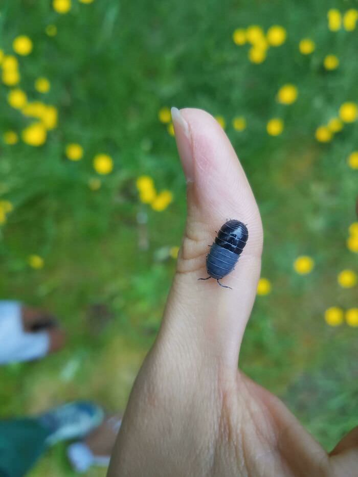 Pill bug that looks like an actual capsule