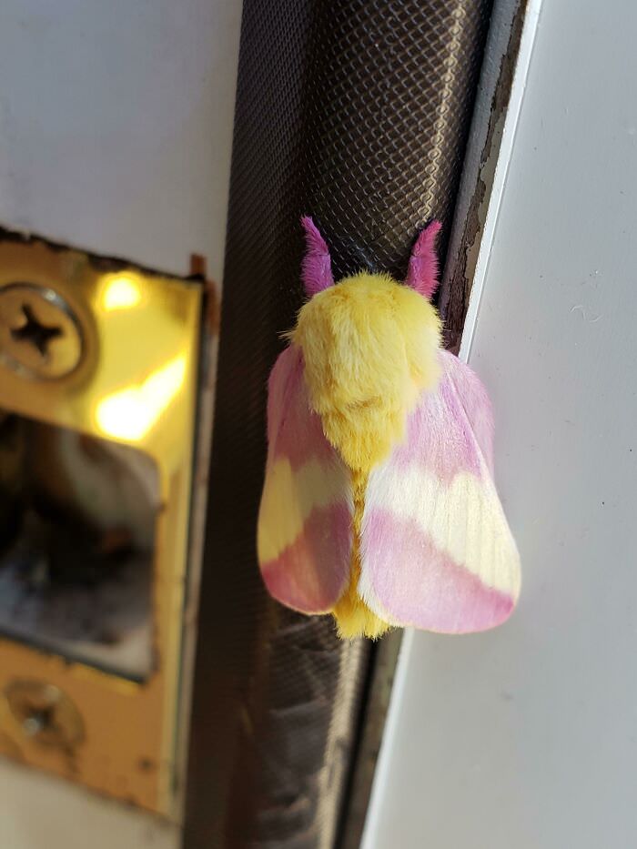 Adorable moth hanging out on my house