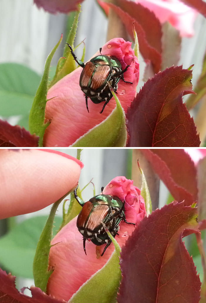 These bugs were mating on my rose bush and the little guy gave me a high five