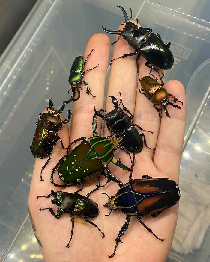 Various beetles from around the world