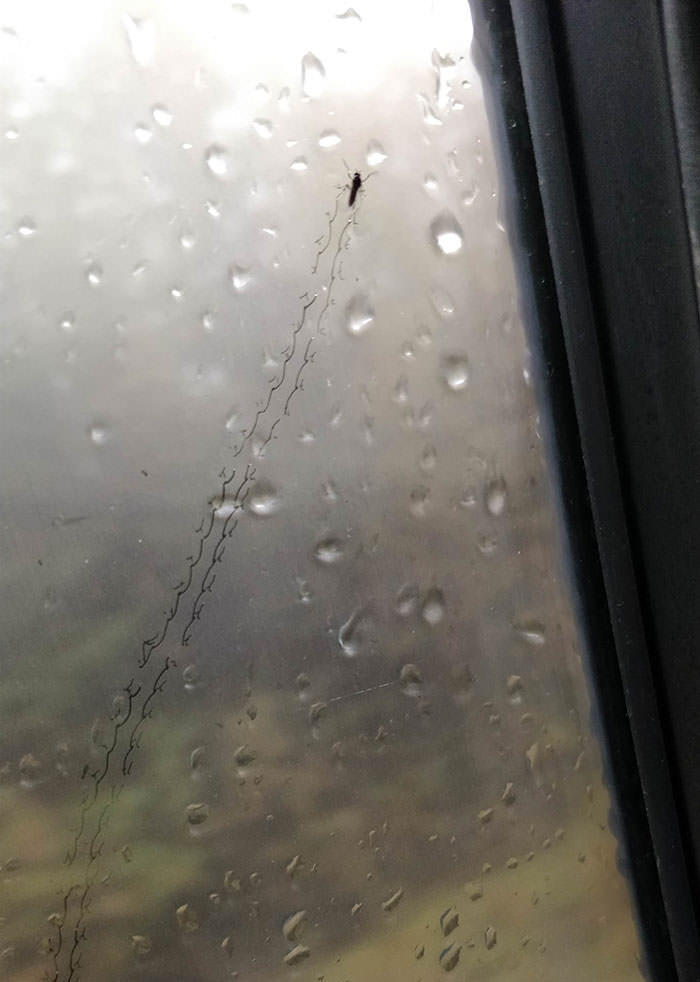 Bug leaving footprints on a foggy car window