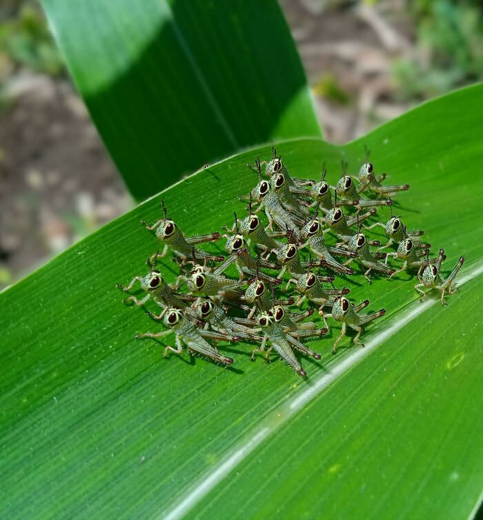 Found a bunch of tiny grasshoppers while surveying a corn field