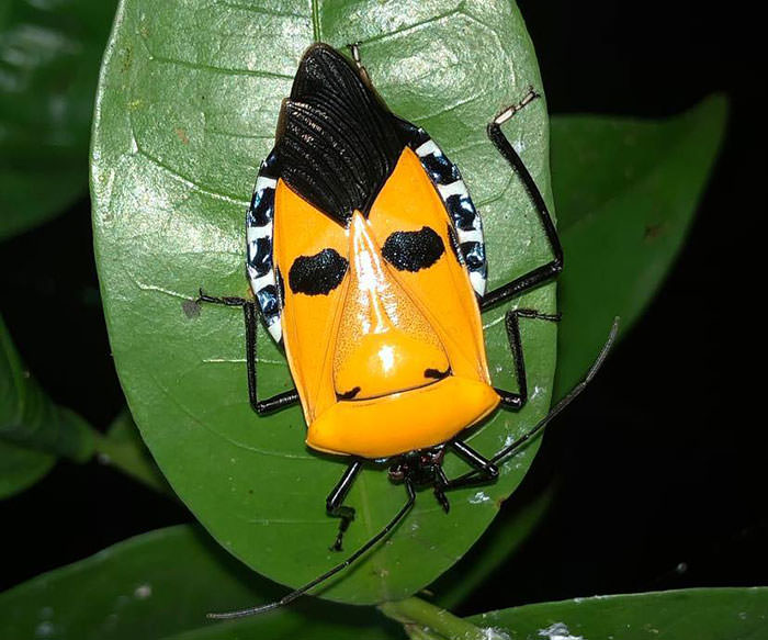 Man-Faced Stink Bug
