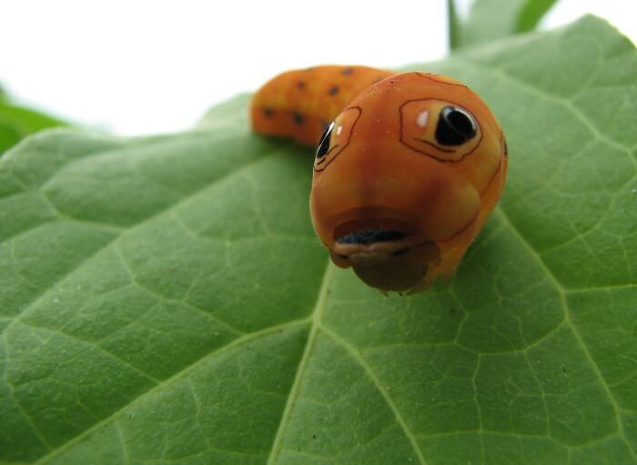 Big-Eyed Caterpillar