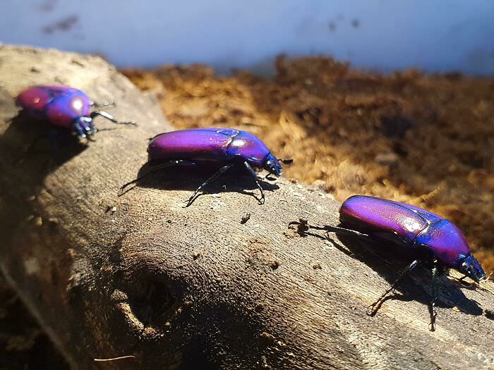 Chlorocala africana oertzeni beetle
