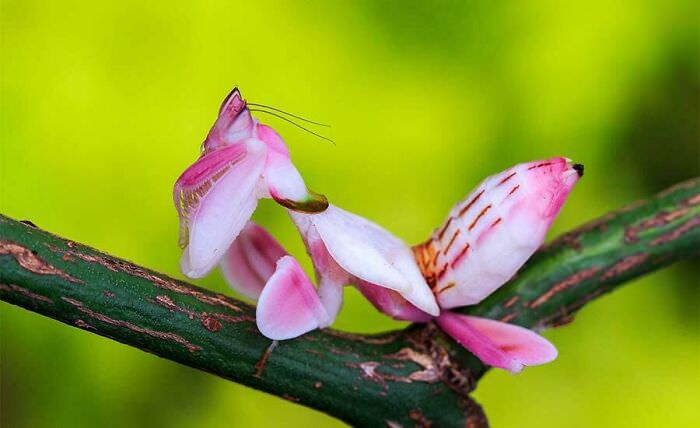 Beautiful Orchid Mantis