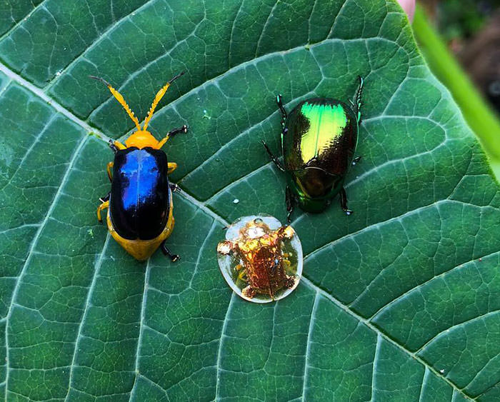Various beetles from North Thailand