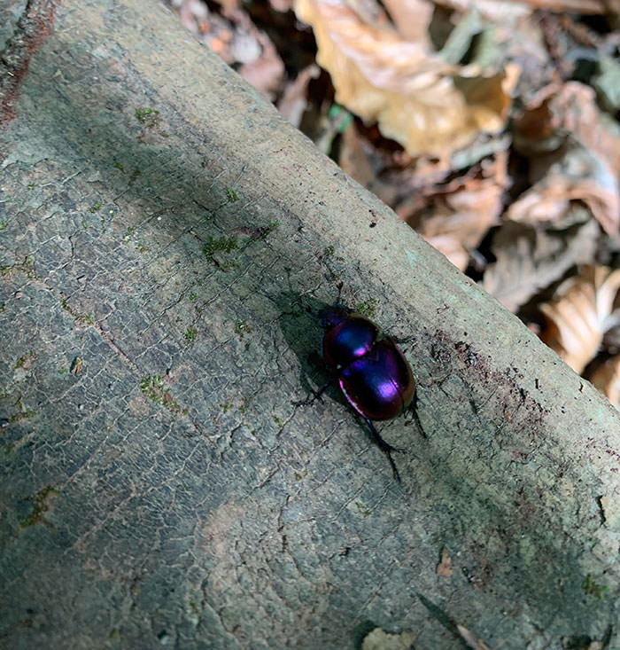 The color of this beetle is stunning