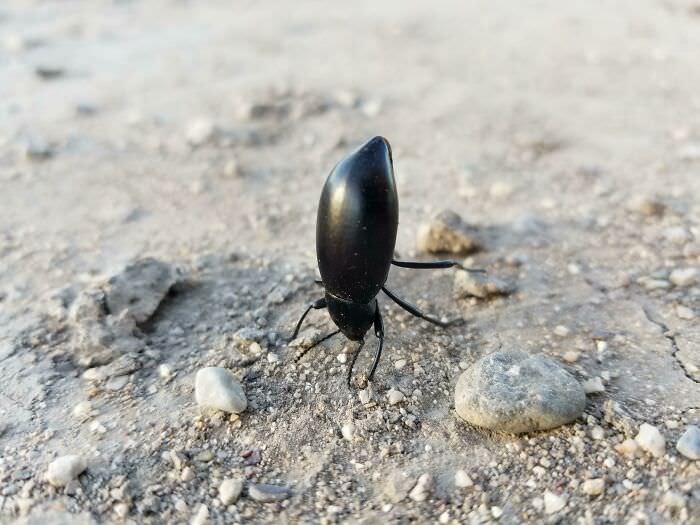 When I approached this beetle, it did a handstand and froze