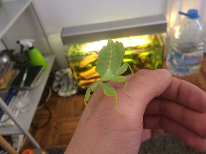 My Leaf Bug