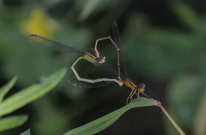 Damselflies briefly forming a heart shape while mating
