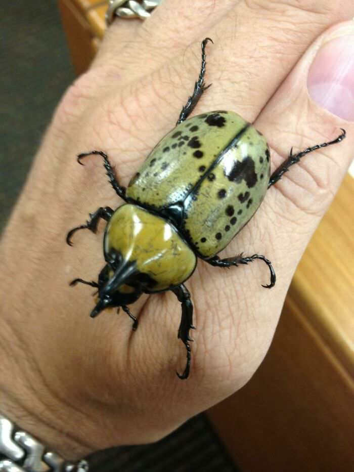 A beetle that's inordinately large