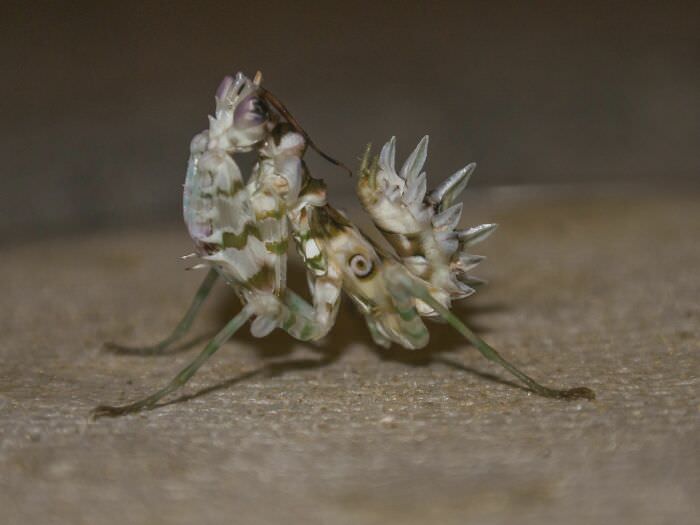 Subadult Spiny Flower Mantis