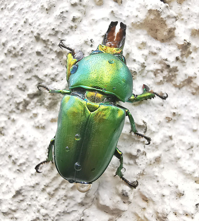 Iridescent Green Christmas Beetle