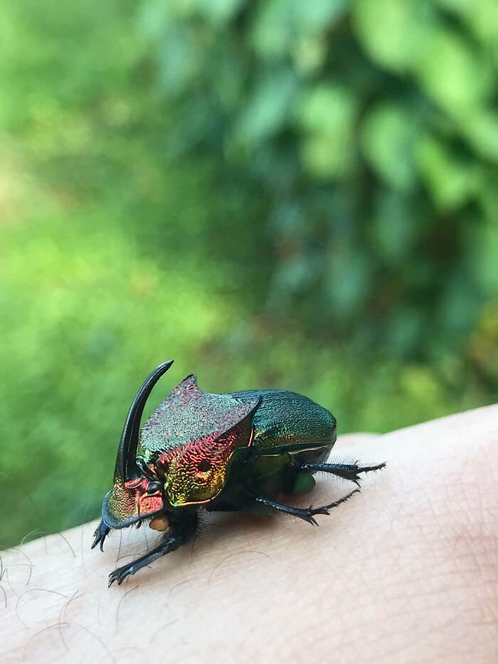 Rainbow Dung Beetle