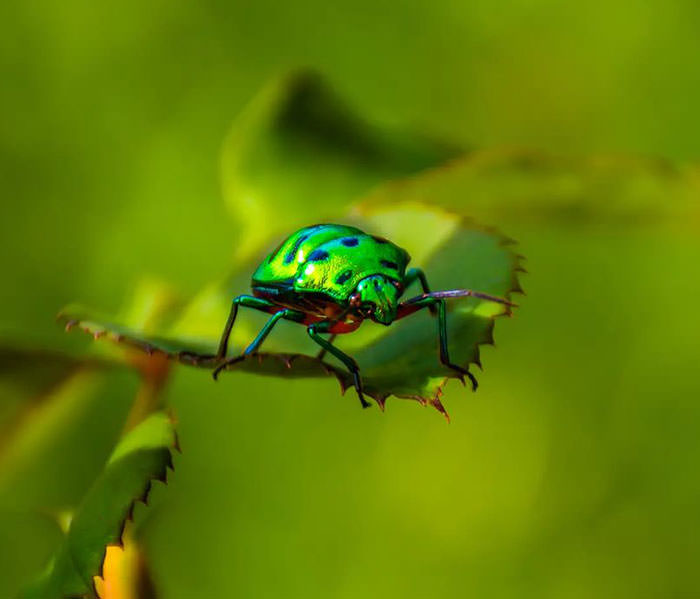 Jewel Bug, also known as Shield-Backed Bug, a metallic bug known for its colors