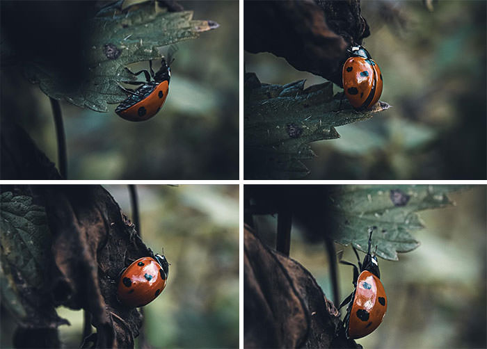 Adventures of a Ladybug