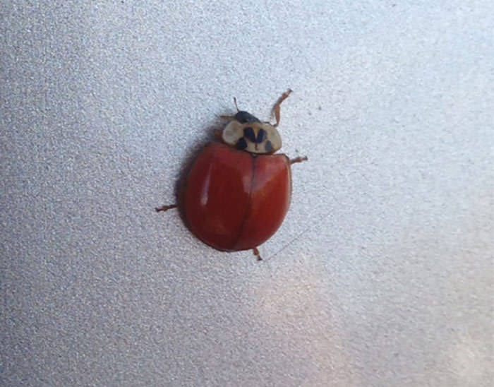 Ladybug without spots