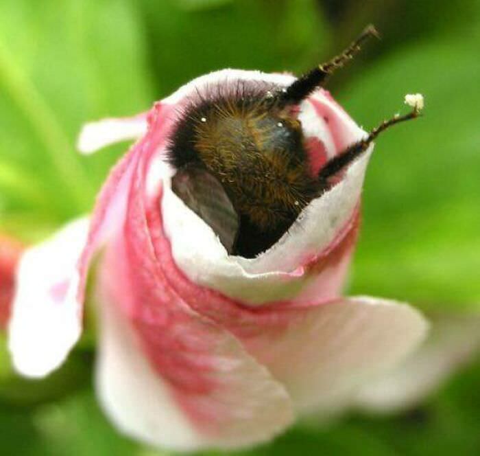 Bumblebee enjoying a flower