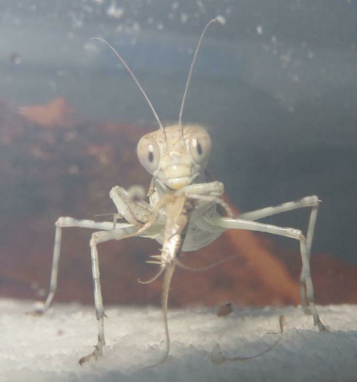 Eremiaphila sp., a very small desert mantis that looks like it's straight out of a Disney cartoon!