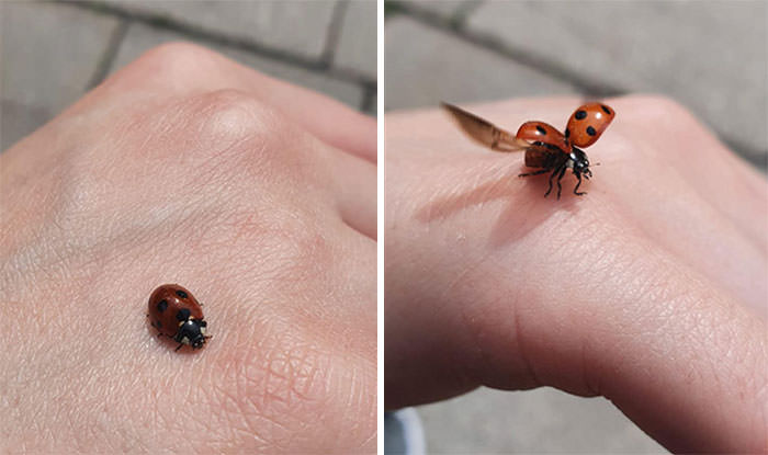 Cute Ladybug landed on my hand