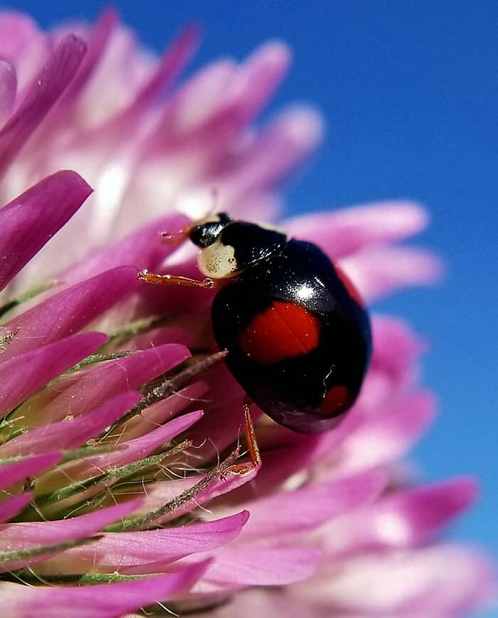 Rare Ladybug Find
