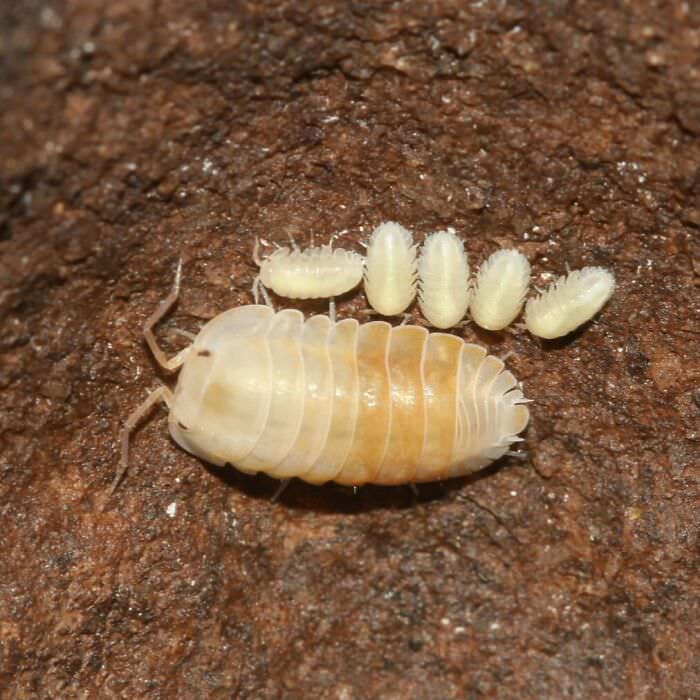 Female Cave Ghost Isopod with Freshly Born Babies