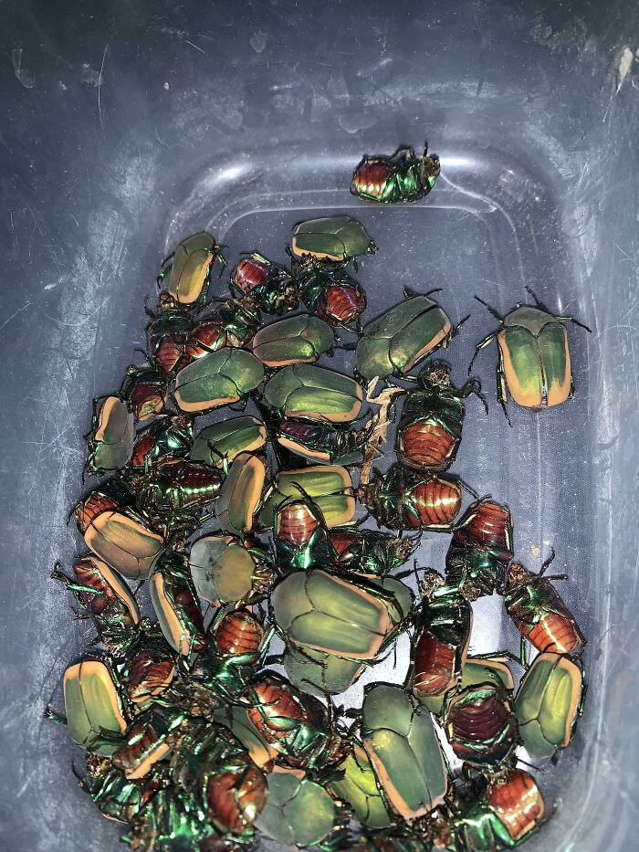 Fig Beetle Collection