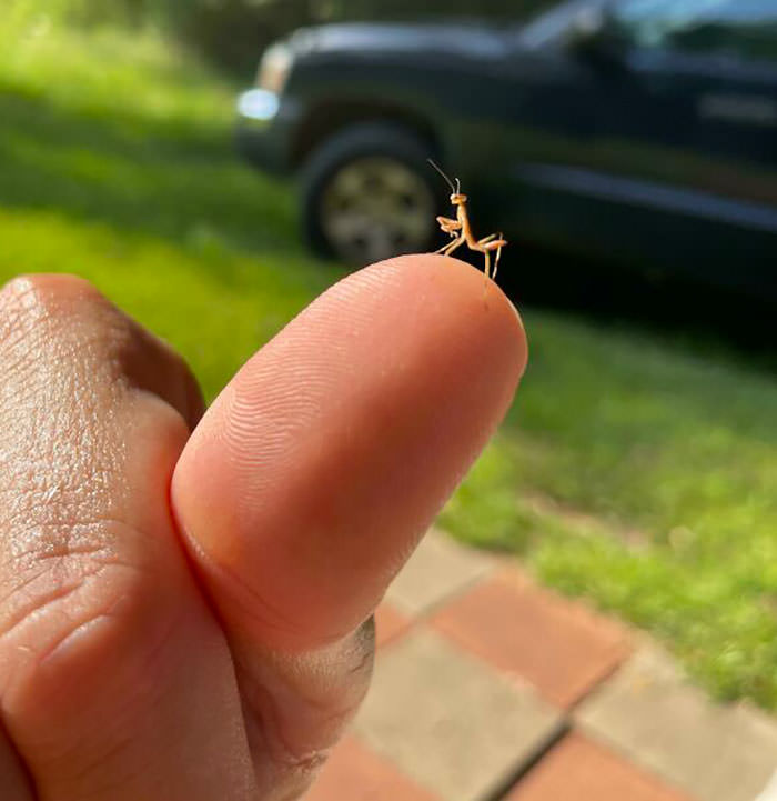 Mississippi, looks like a baby praying mantis