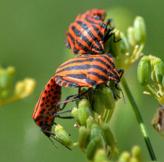 Meet the Adorable Bugs That Will Change Your Mind About Creepy Crawlies!