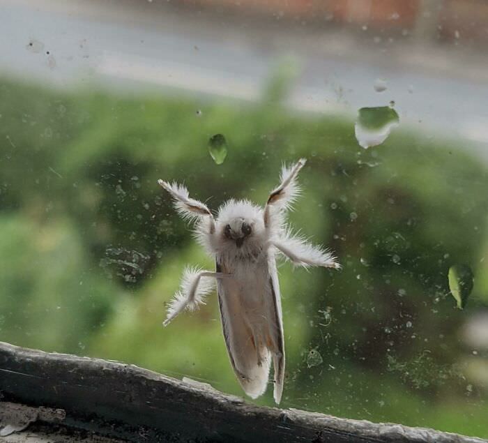 Cute buff ermine moth