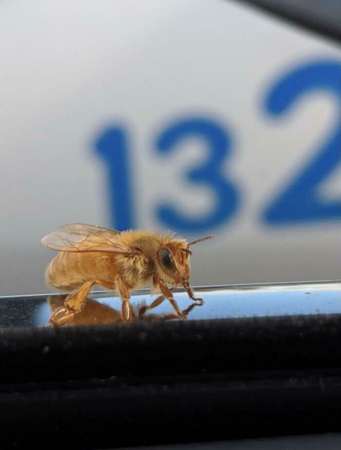 Purely golden bee landed on my car today