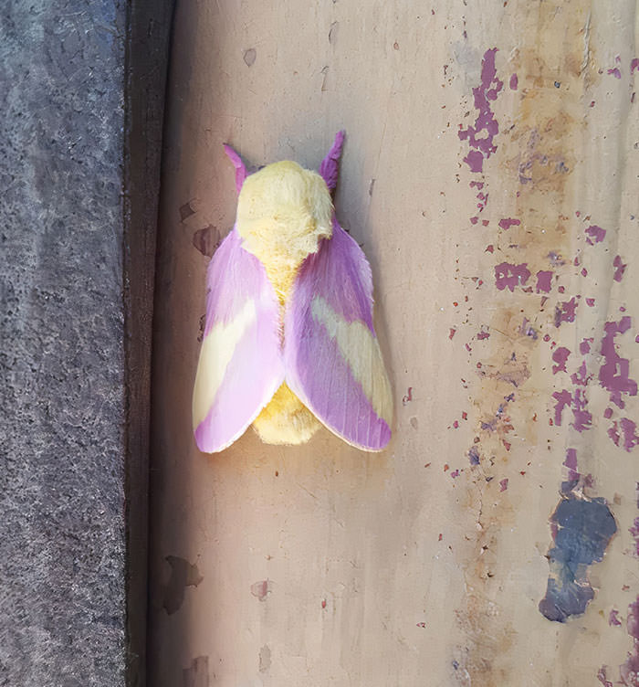Moth I spotted