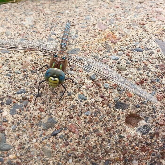 Dragonfly with a face