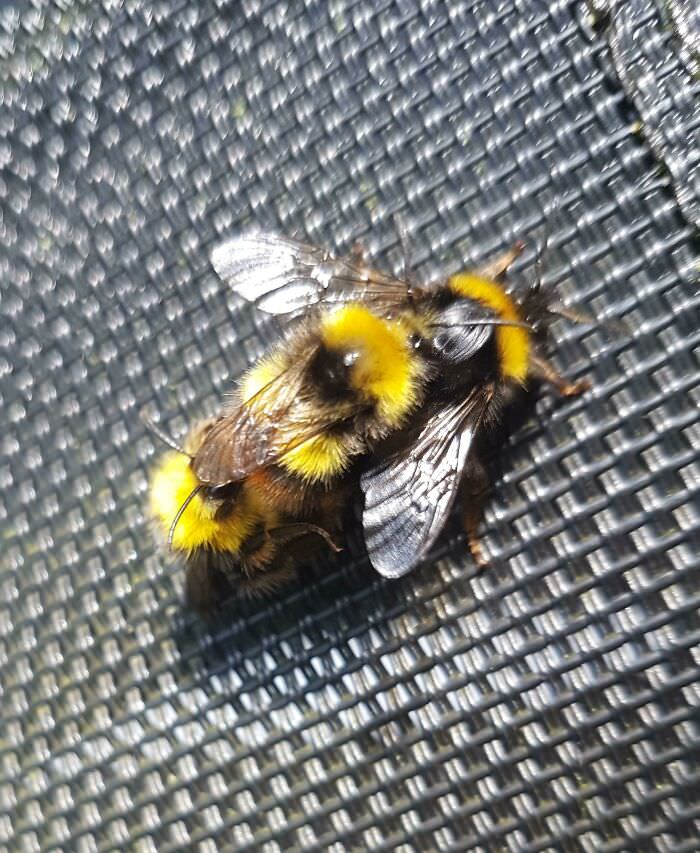 Bumblebee carried a youngster on his back