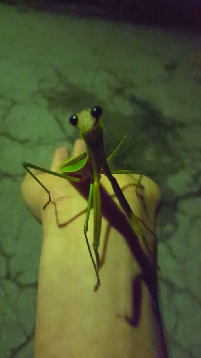 Cute little mantis I met last night
