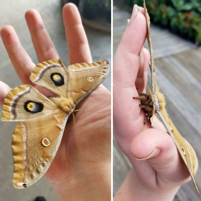 Cute moth I rescued from a screened-in room at my nursery in central FL