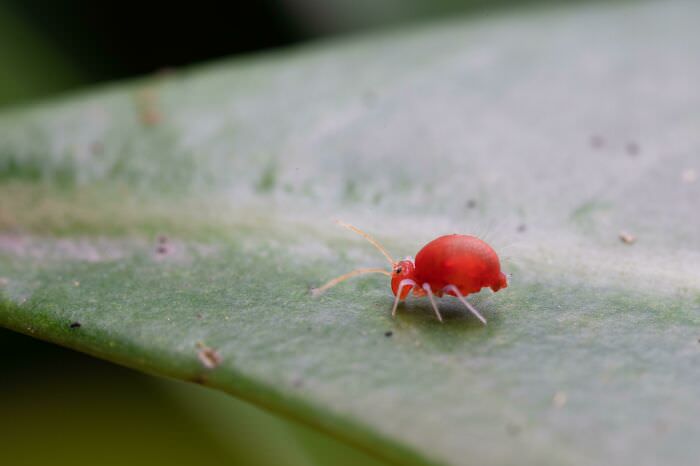 Tiny bright red bug found on a hike on a mountain in northern Taiwan