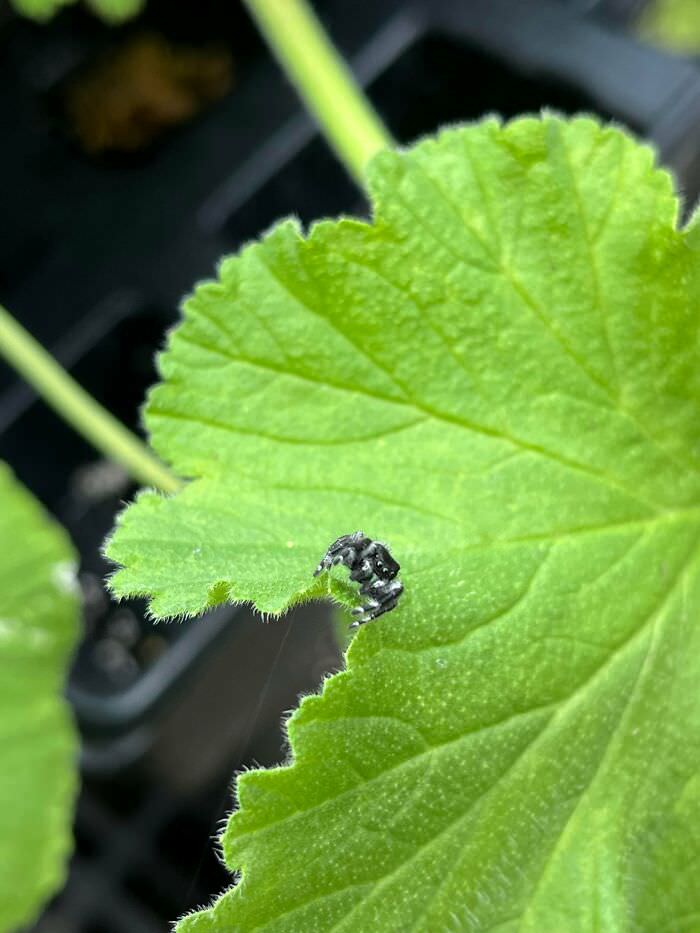 Found a cute jumping spider today at the gardening store